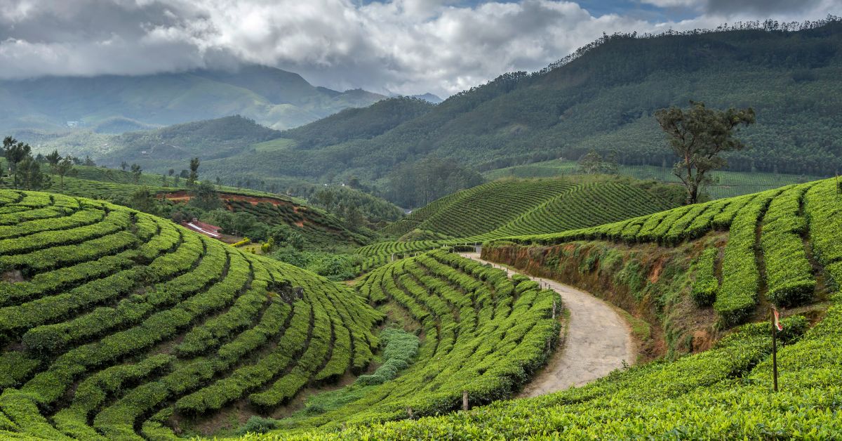 Tea Garden - Windamere Hotel Darjeeling Blog